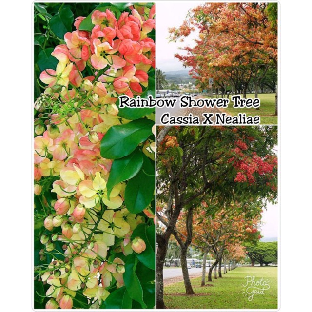 KKB Cassia X Nealiae Rainbow Shower Tree Shopee Malaysia