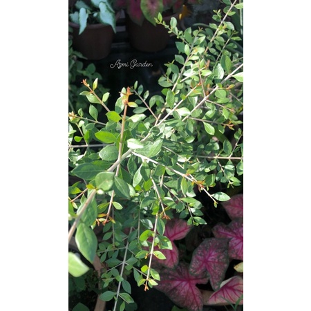 Daun Inai SEGAR ASLI, inai merah (200g+)💯 | Shopee Malaysia