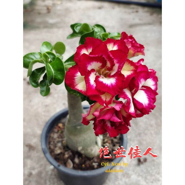 Mini adenium 迷你富贵花，台湾迷你 mini taiwan 迷你绝世佳人 | Shopee Malaysia
