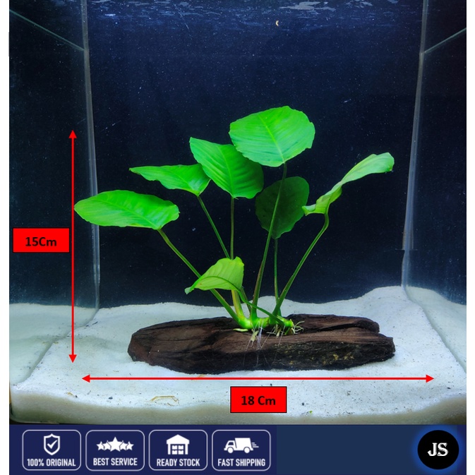 🔥Buy 3 Free 1🔥Anubias, Windelov & Java Fern Aquatic Live Plant (Anubias