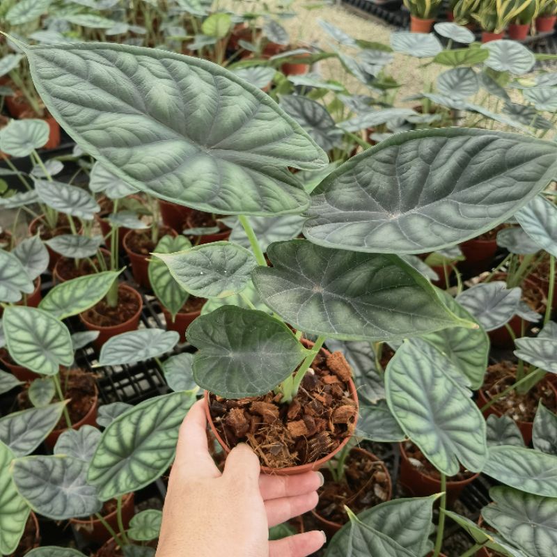 Alocasia Mirror Face/Dragon scale/Silver Dragon/Watsoniana Sulawesi ...