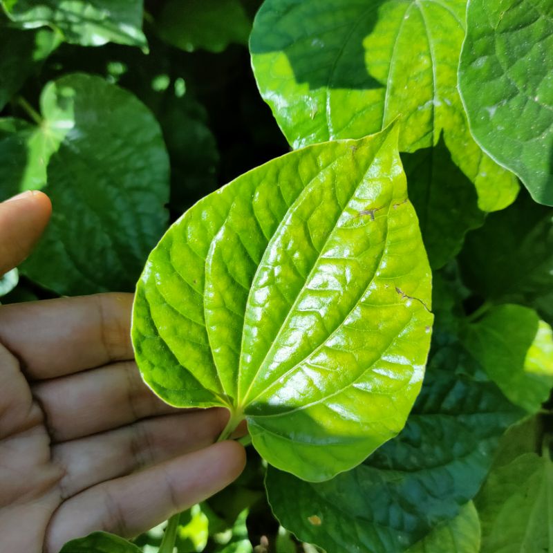 Pokok Kaduk / Kadok Pucuk Anak Daun Keratan Batang Akar Segar Fresh ...