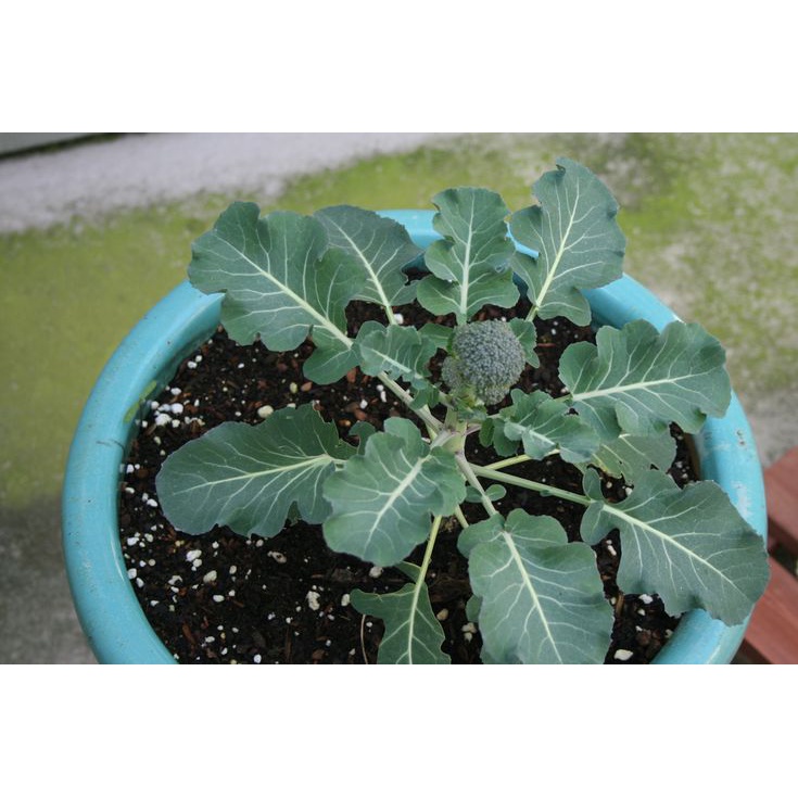 BIJI BENIH BROKOLI SEED 50 Pcs +- BROCOLI BIJI BENIH SAYUR SAYURAN BUAH ...