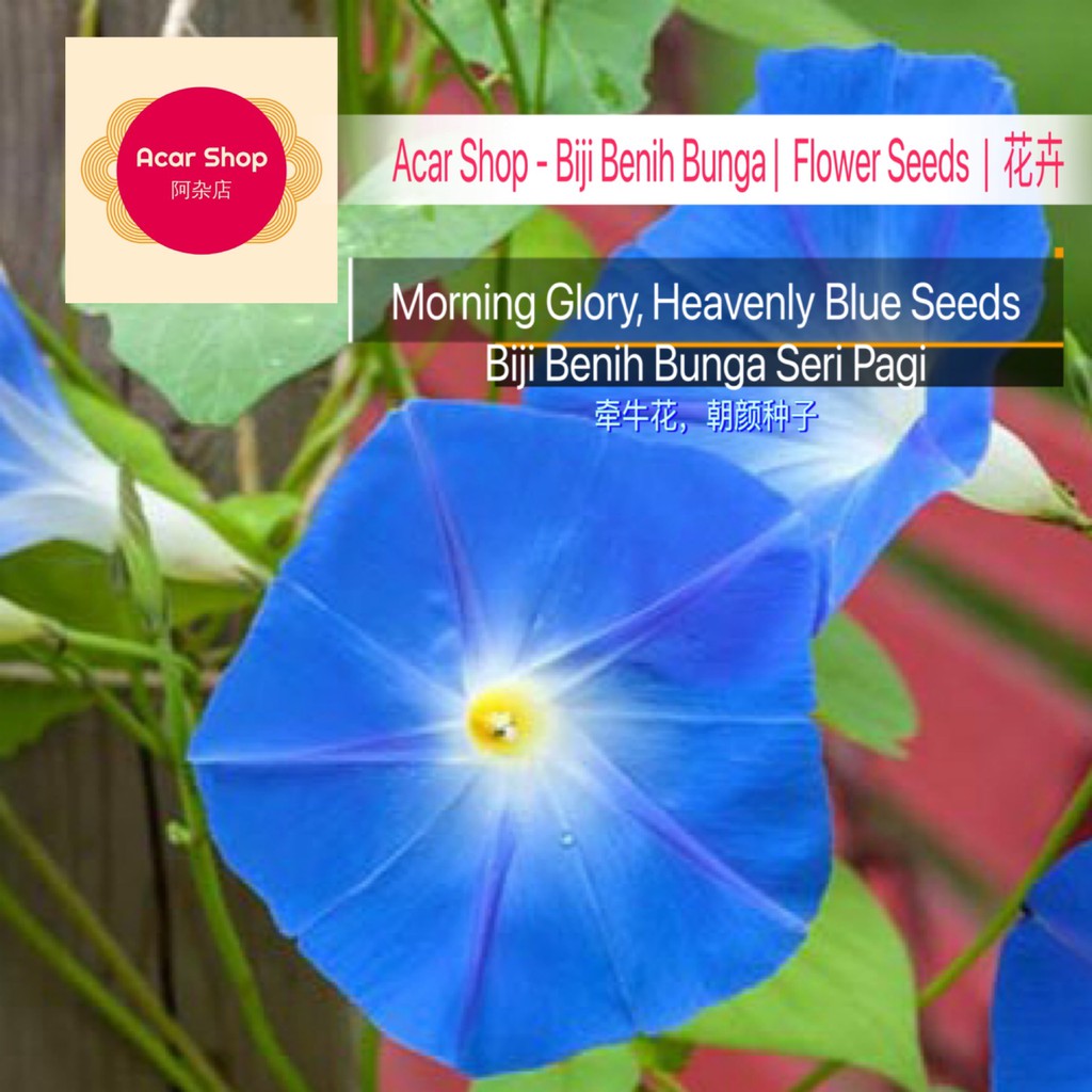 Morning Glory, Heavenly Blue Seeds | Biji Benih Bunga Seri Pagi, Biru ...