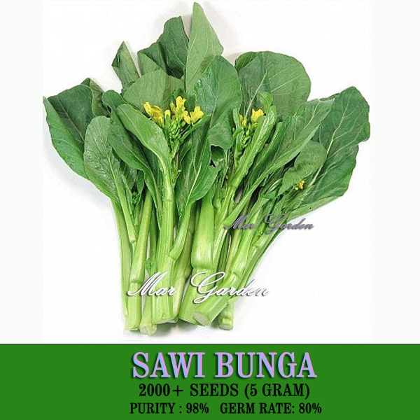 Biji Benih Sayuran Berdaun Untuk Home Garden Kangkung Sawi Kailan Bayam Daun Sup Kuchai Bawang