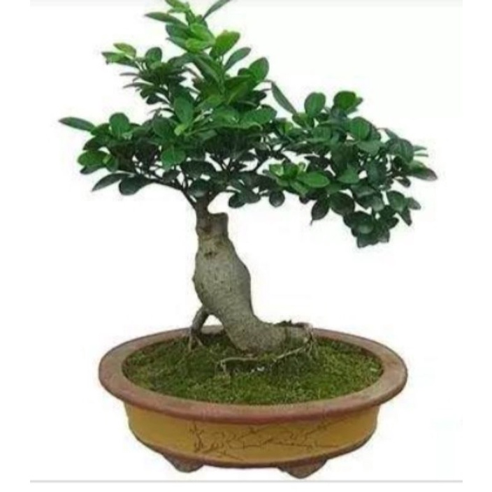 榕树（学名：Ficus microcarpa ) | Shopee Malaysia