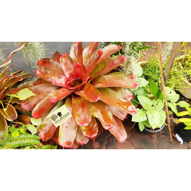 Kilauea Fire Neoregelia Bromeliad – Live Tropical Pup, Bare Root, Multi-Color Foliage