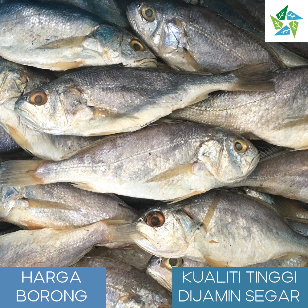 [borong] Ikan Masin Gelama Masam Besar Xl 500g Shopee Malaysia