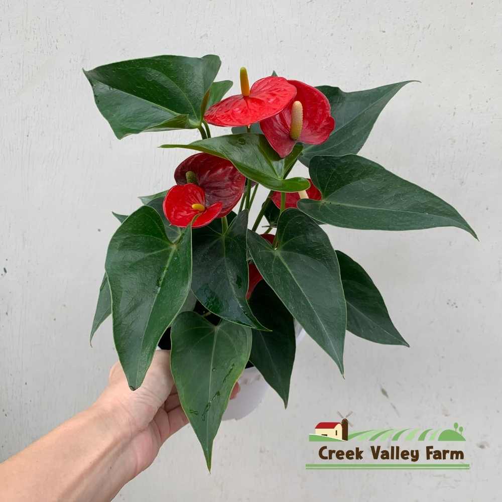 bipennifolium philodendron Philodendron Bipennifolium