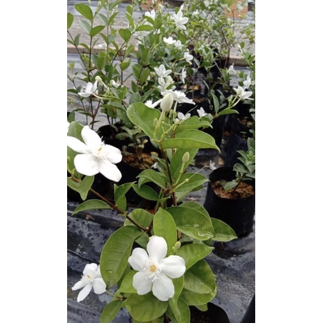 Anak pokok bunga melur putih wangi | Shopee Malaysia