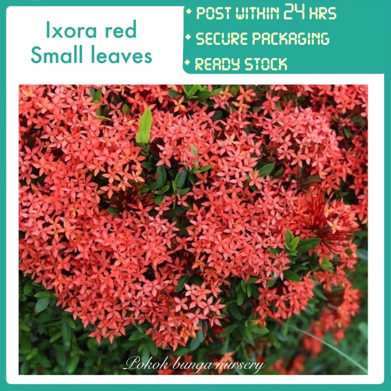 PBN - ixora red small leaves - flower pokok bunga nursery sunkist ...