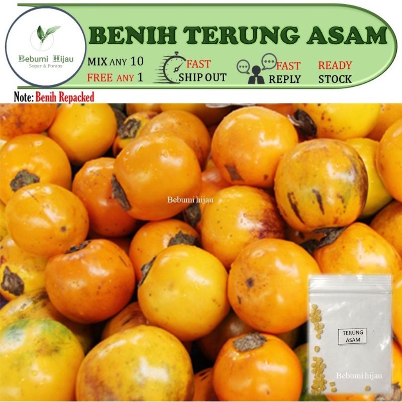 Tanaman Terung Dayak