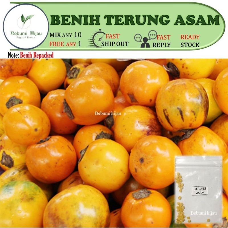 20 Biji Benih Terung Asam Terung Dayak Eggplant Seeds Shopee Malaysia 1265