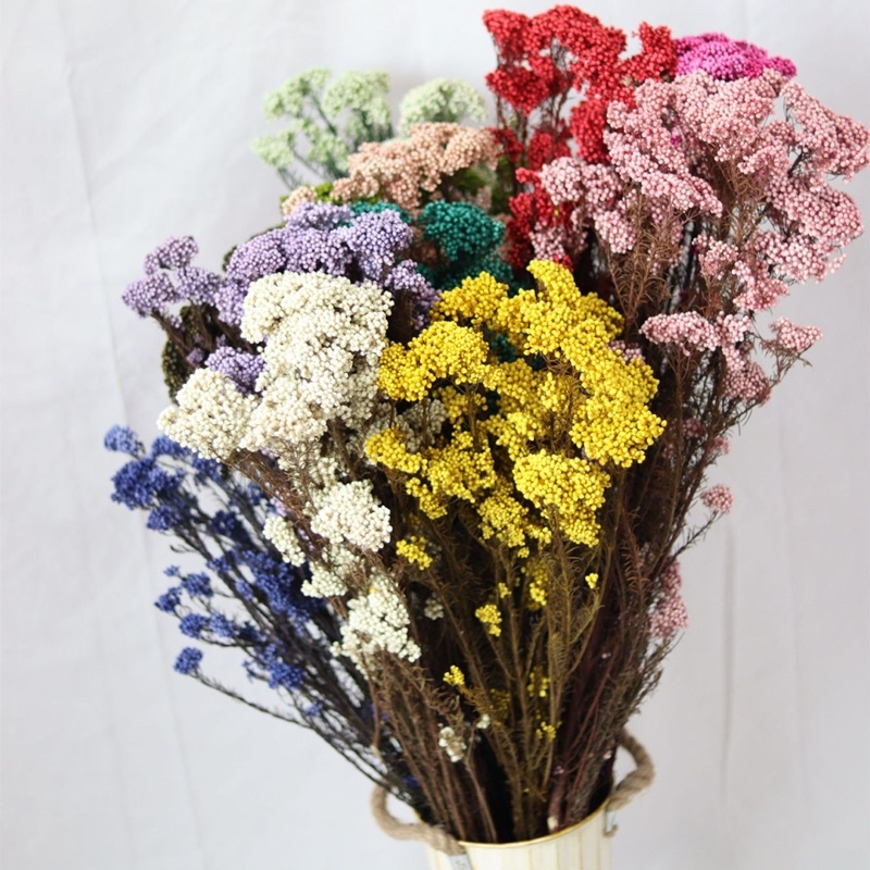 Premium Quality 100g l OZOTHAMNUS l Rice Flower | Dried Flower ...