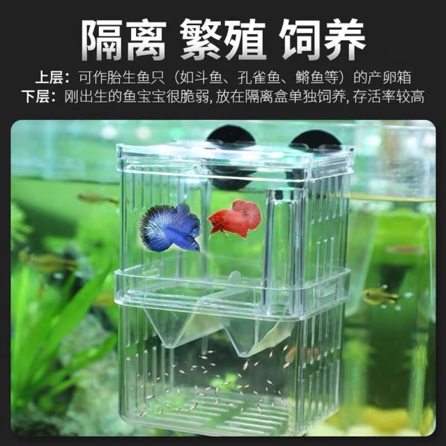 Guppy on sale breeding box