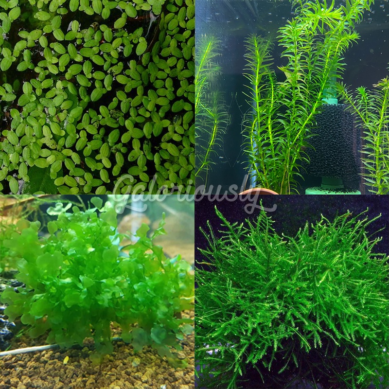 java moss - Prices and Promotions - Jan 2024