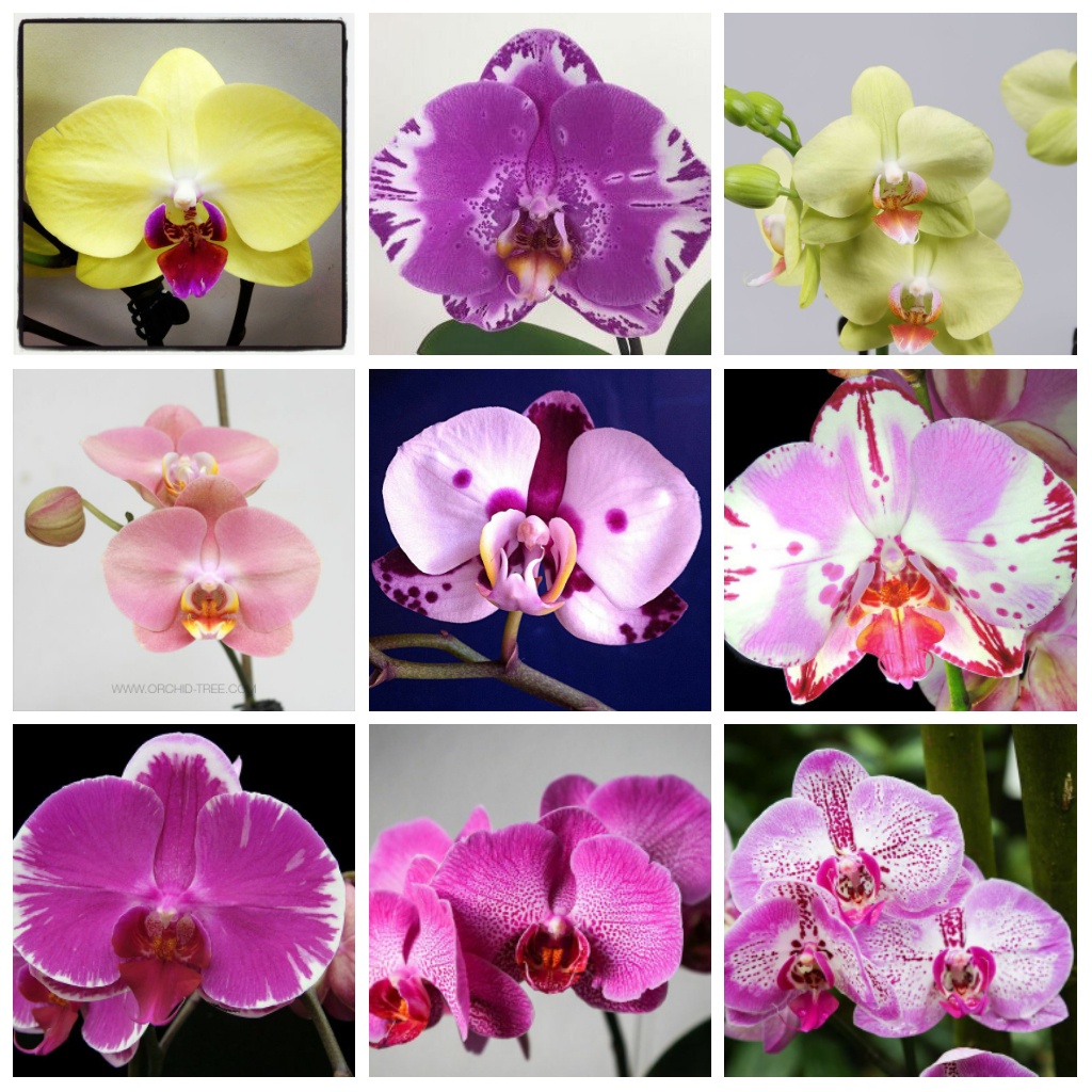 [1 pot]LELONG PHALAENOPSIS | MATURE PLANT . POKOK MATANG | BUTTERFLY ...