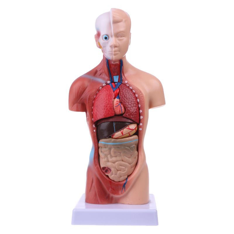 love* Human Torso Body Model Anatomy Anatomical Medical Internal Organs