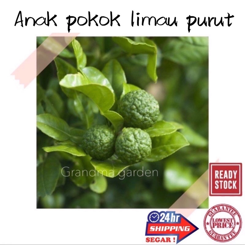 (GG real plant) anak pokok limau purut ^ kaffir lime citrus hystrix ...