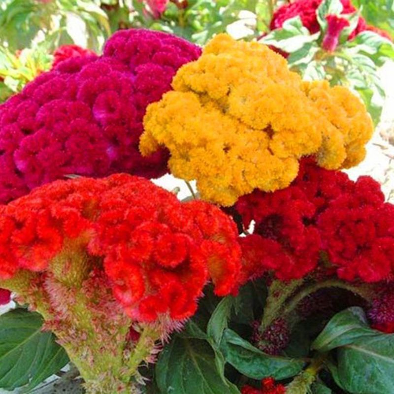 Benih Bunga Cockscomb Mix Colour 100pcs/Flower Celosia/鸡冠花籽混色 | Shopee ...