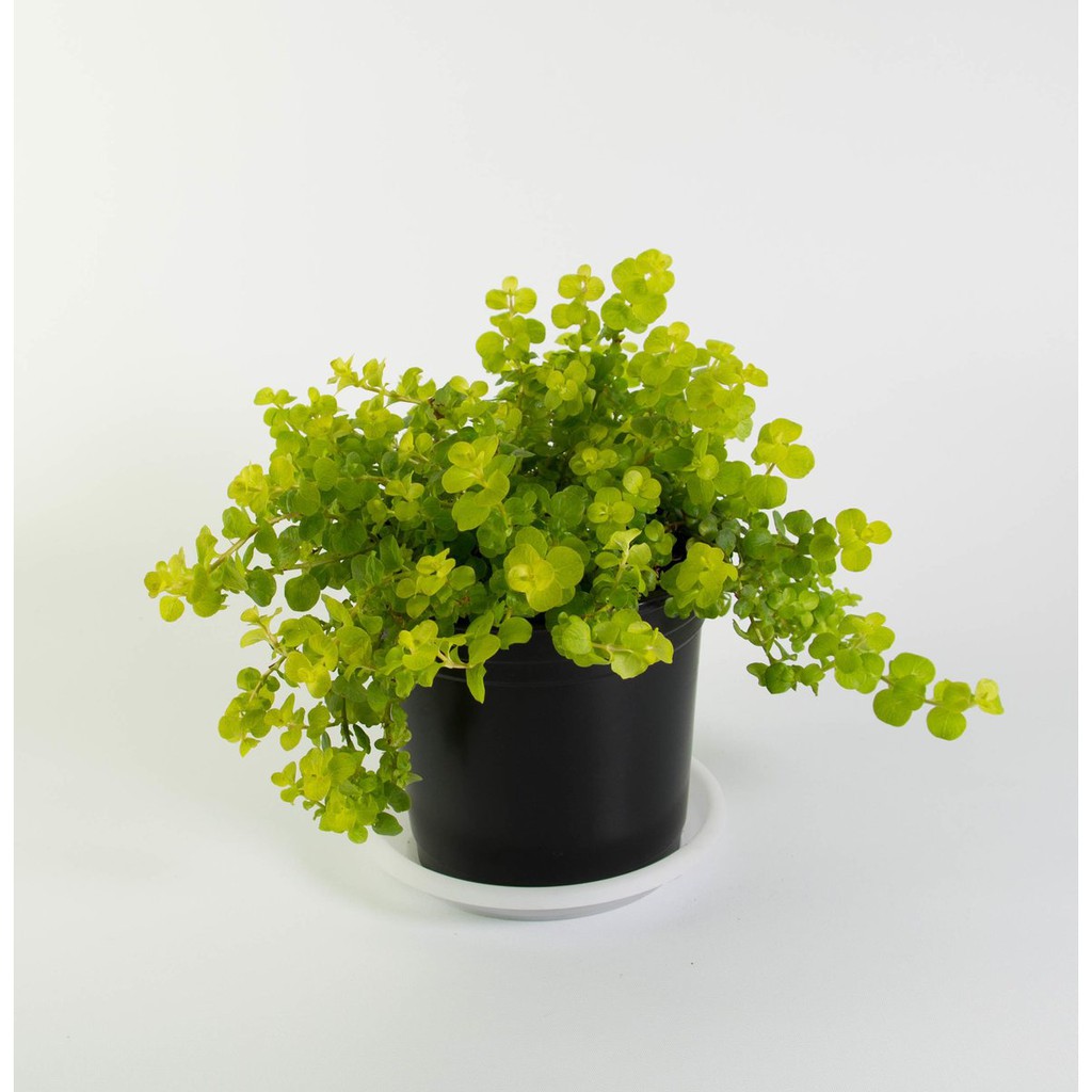 lysimachia creeping jenny (Nummularia) Shrimp Safe Snail Free