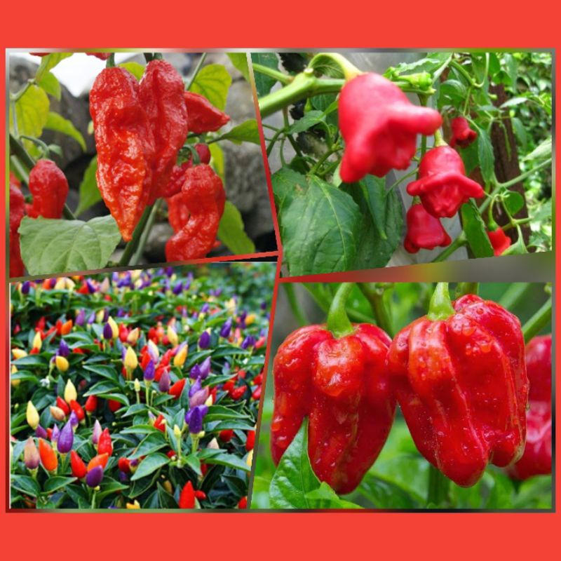 Biji Benih Lada Pepper Seeds Seeds-20ps+ - 辣椒种子 