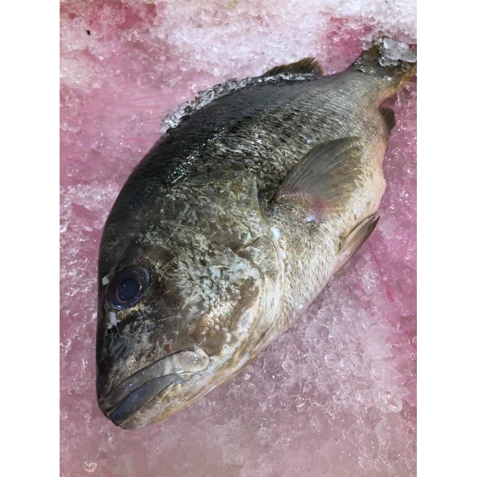 IPOH SEAFOOD Big size Red Snapper Fish 2.2kg / Ikan Jenahak / 红鸡鱼