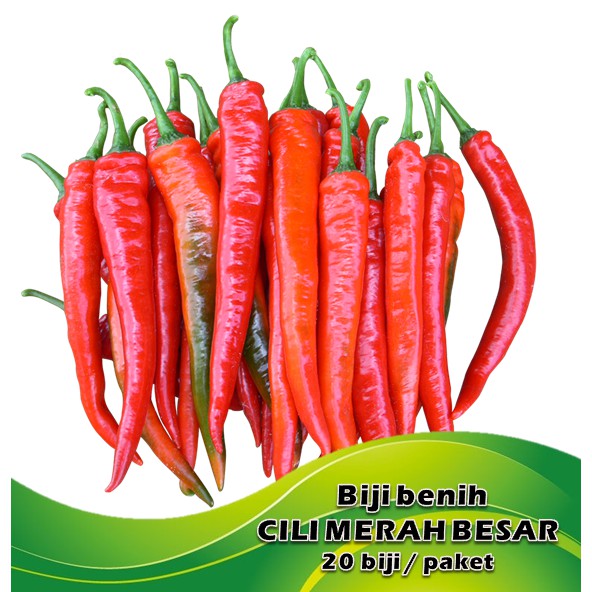 Biji Benih Cili Merah Red Chilli Seeds Shopee Malaysia