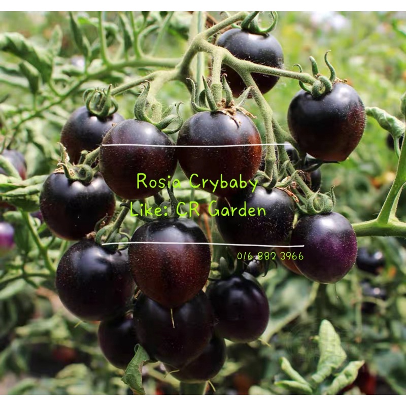 Purple Grape Tomato 3 Seeds 葡萄番茄 3粒（25g) | Shopee Malaysia