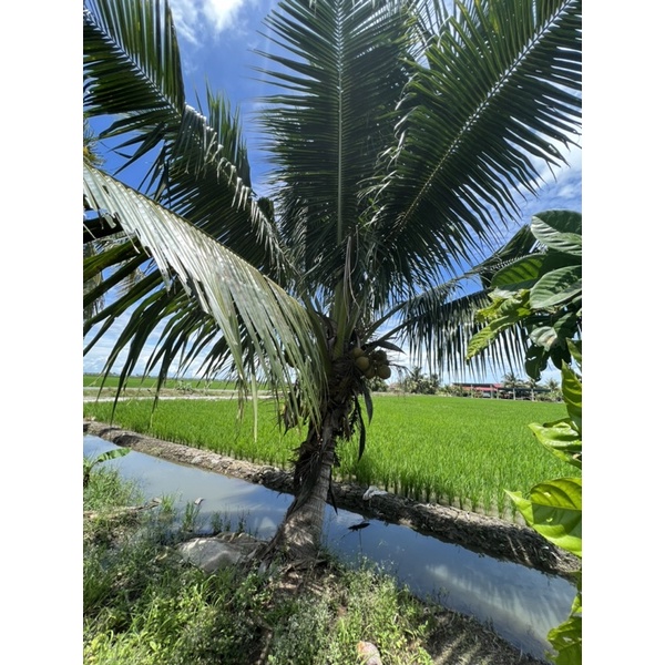 Kelapa Mataq benih / Pokok rendah berbuah | Shopee Malaysia
