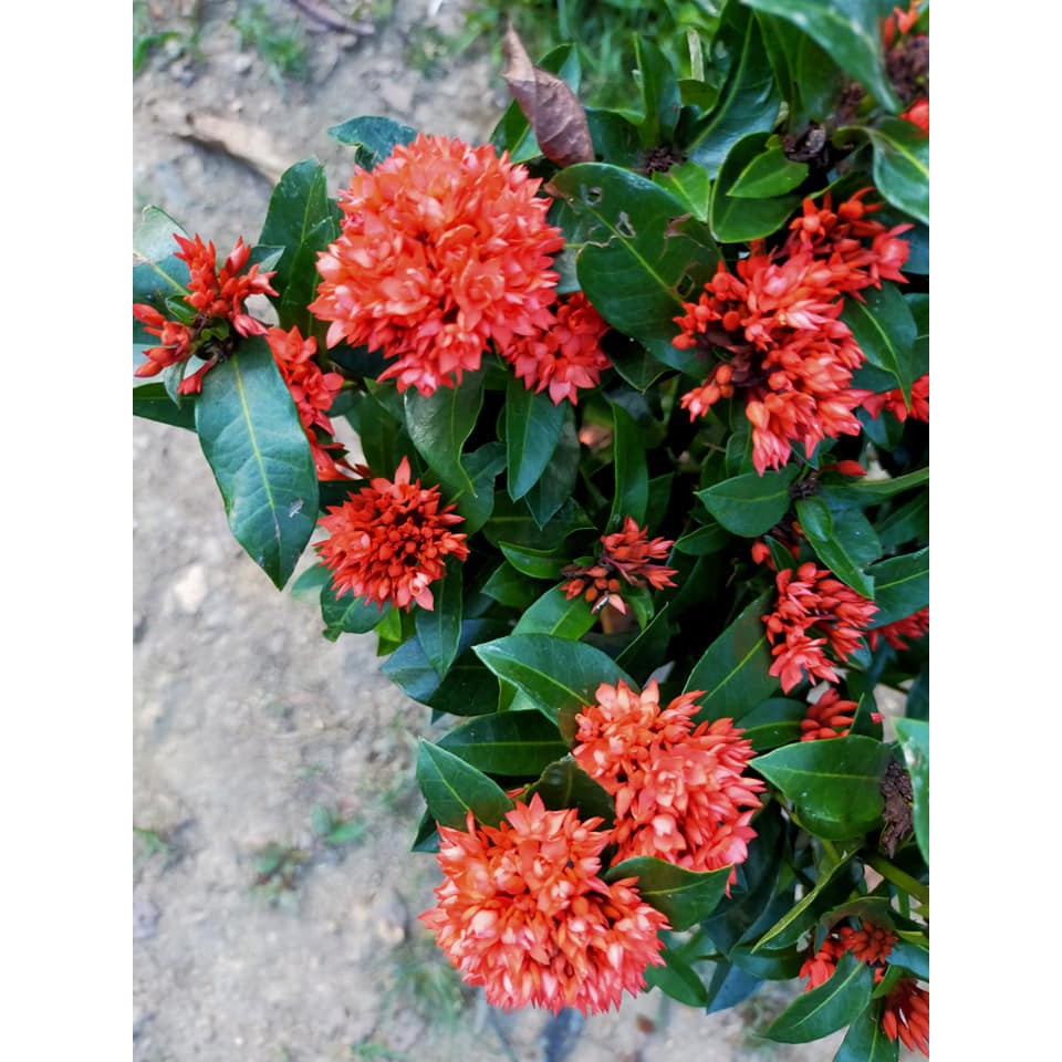 Pokok Bunga tumbuhan Exora Merah landskap 100% | Shopee Malaysia