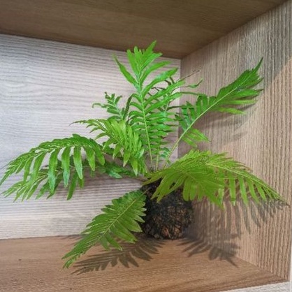 Oceaniopteris Gibba Coco Fern 美人厥 | Shopee Malaysia