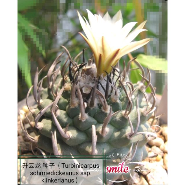 Turbinicarpus schmiedickeanus 'Gracilis 10 seed succulent/cactus seeds ...