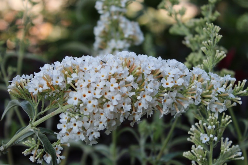 Anak Pokok Butterfly Bush Putih (Buddleja Putih) | Shopee Malaysia