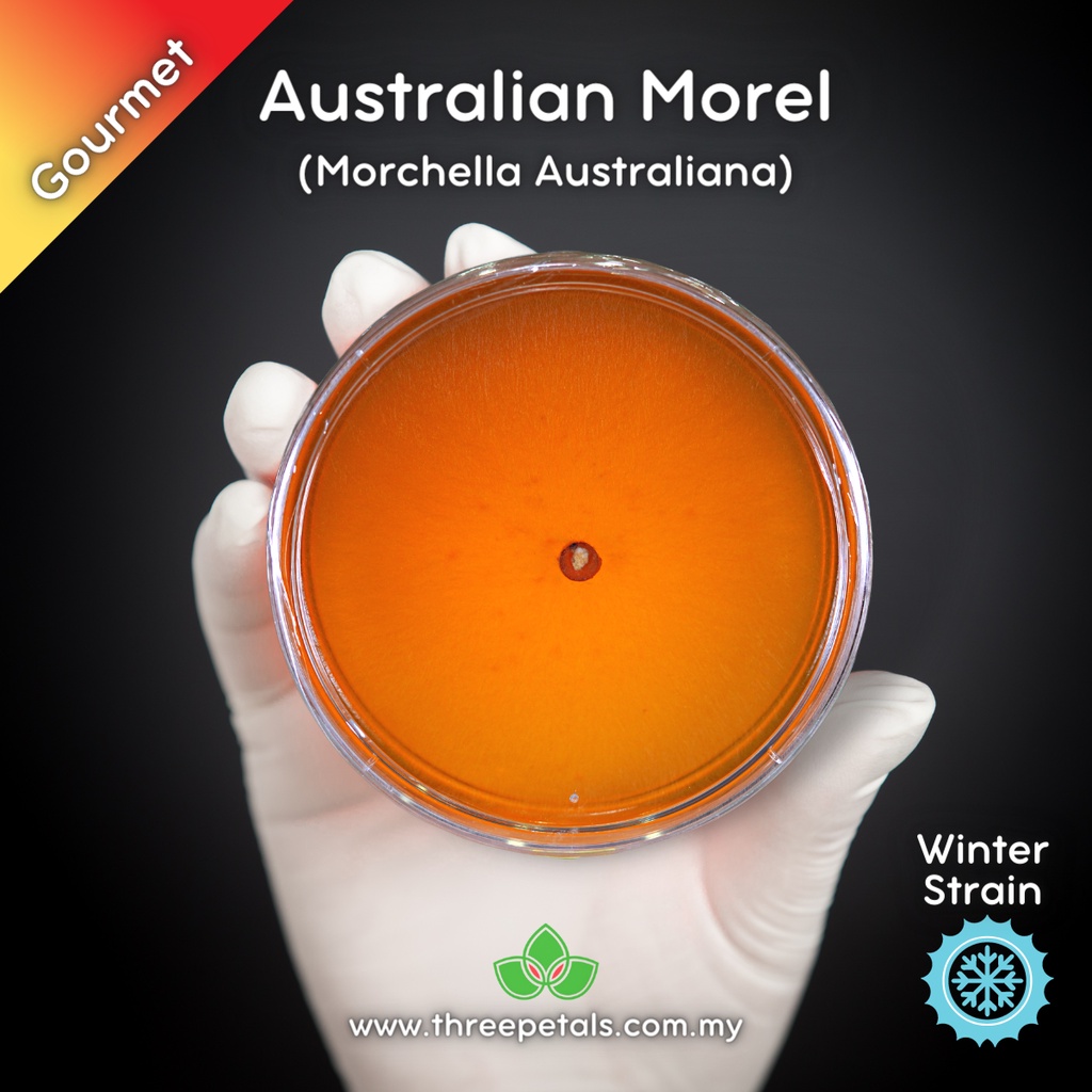 Australian Morel (Morchella Australiana) Live Mycelium Mushroom Culture