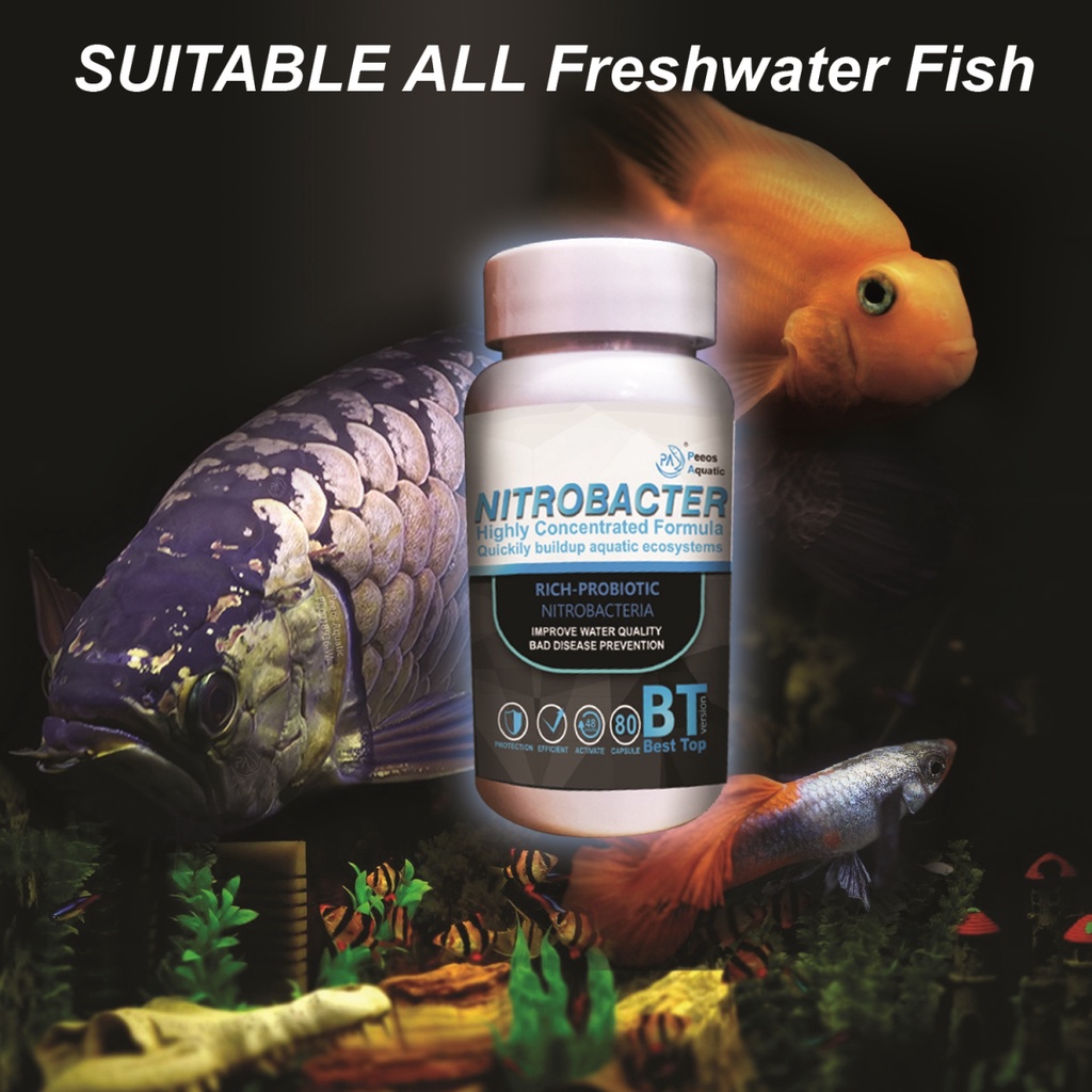 PA Nitrobacter Gen5 biological jernih air cepat, media bakteria ...