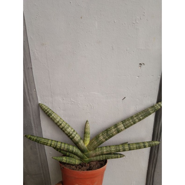 Pokok hiasan sansevieria, decorative plant | Shopee Malaysia