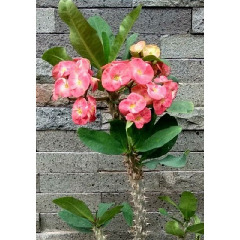 Anak Pokok MAHKOTA BERDURI. Euphorbia Mili. Bunga Tekini. Crown of ...