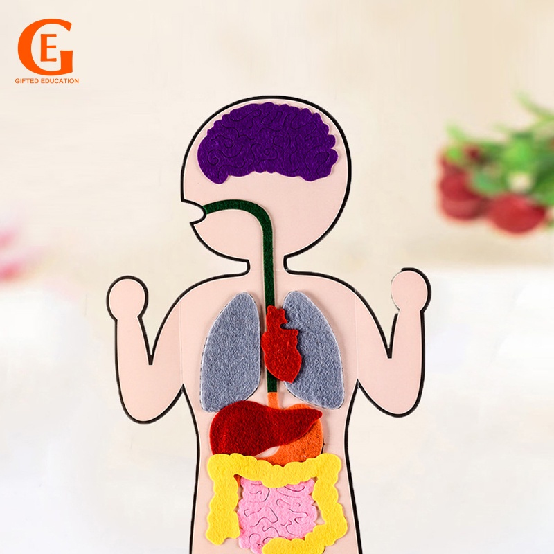Kids Montessori 3D Puzzle Non Woven Human Body Model Learning Internal ...