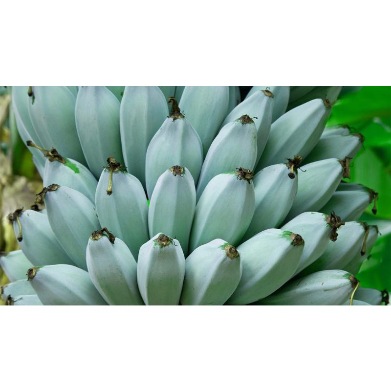 BLUE ICE CREAM BANANA TREE. Shopee Malaysia