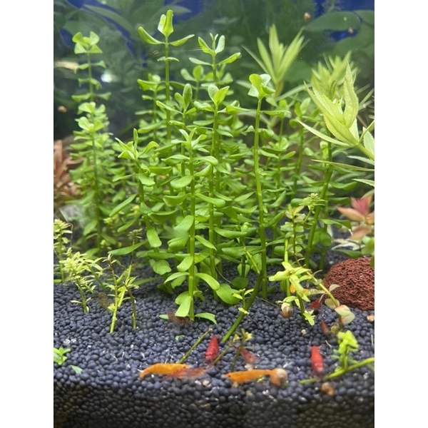 Ready Stock | Bacopa Monnieri Compacta | Aquatic Plant | Shrimp ...
