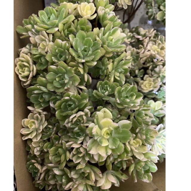 Succulent -Old Aeonium domesticum fa Variegata 5.5 pot | Shopee  Malaysia