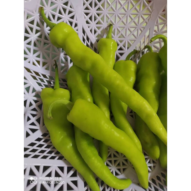Lada Solok Besar Hijau Kekuningan segar (250g) | Shopee Malaysia