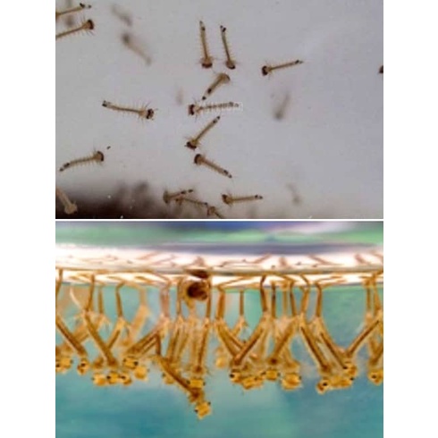 [READYSTOCK] BASF B1010 Abate 1.1G Aedes Mosquito Larvae Killer 10g ...