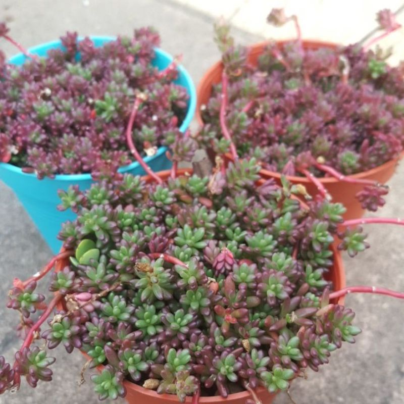 Portulaca Gilliesii Purple Rice Succulents 紫米 | Shopee Malaysia
