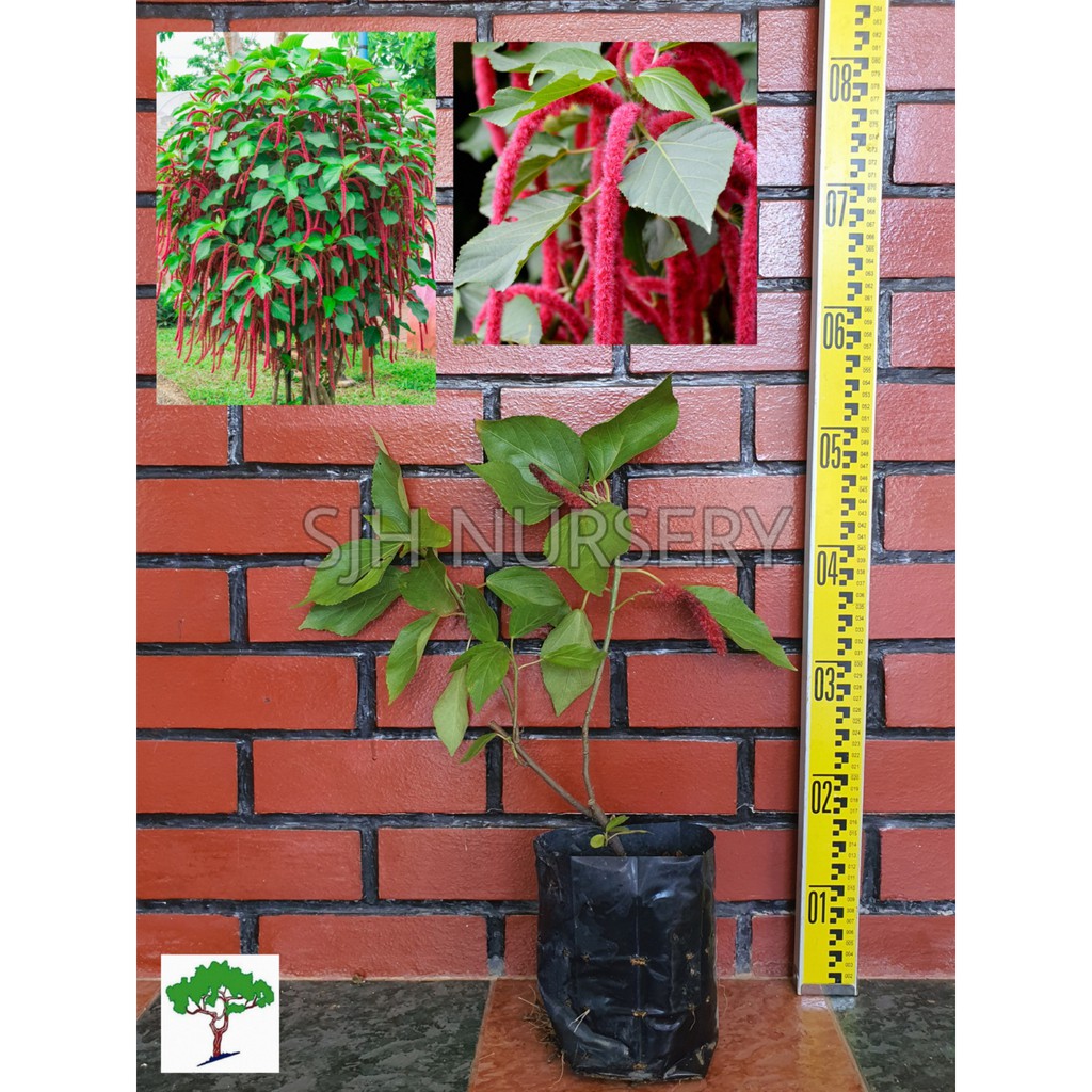 SJH - Acalypha hispida / Pokok ekor kucing merah [Real Plant/Live Plant