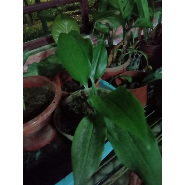 Sepulih Daun Panjang (ready stock) | Shopee Malaysia