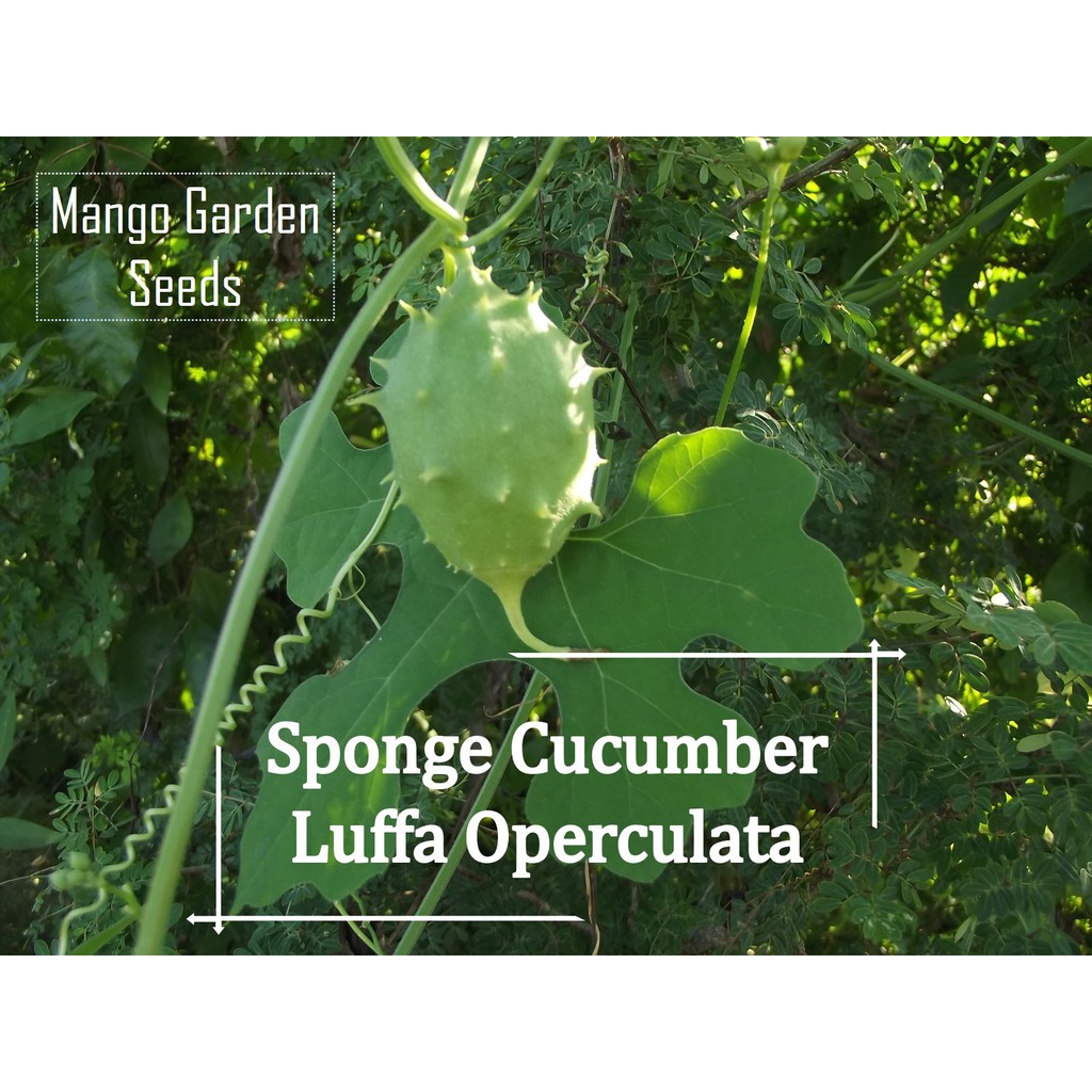 Luffa Operculata Seeds - 10 Seed *Pot Friendly* Tanam Pasu, Luffa Kecil ...