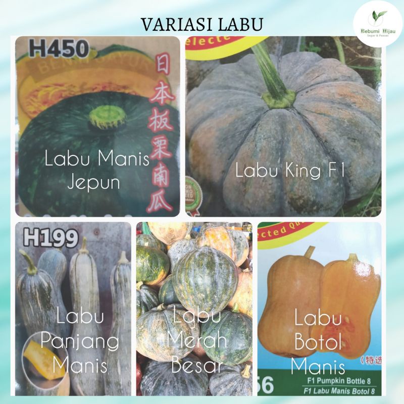 Pelbagai benih LABU sweet pumpkin seeds REPACK | Shopee Malaysia
