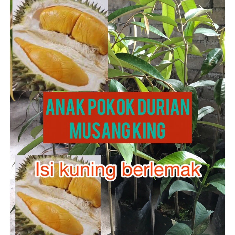 Anak Pokok Durian Musang King - Isi Kuning Berlemak | Shopee Malaysia